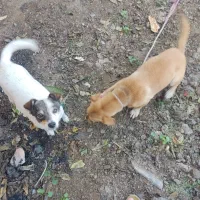 سگ پاکوتاه|سگ|سیمین شهر, |دیوار