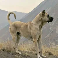 سگ سرابی فروشی