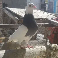 یه کبوتر طوق آبی سیاه گم کردم در محدوده آخر مسکن