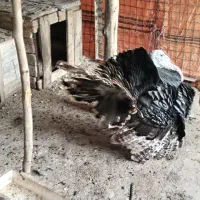 بوقلمون نر مست مست نژاد برنز