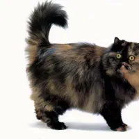 گربه پارتی کالر