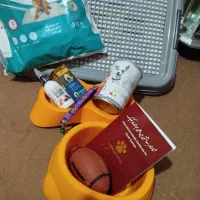 سگ پودل مالتیز مینیا توری (جیبی)|سگ|تبریز, |دیوار