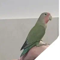 کوتوله لاوبرد