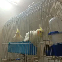 عروس هلندی وطوتی برزیلی