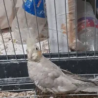 عروس هلندی|پرنده|تهران, هوانیروز|دیوار