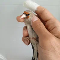 دو عدد سهره کرمونی نوک و پا سفید