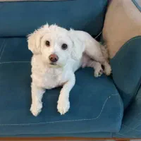 واگذاری|سگ|کرج, گلشهر|دیوار