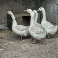 قوغاز لیندا