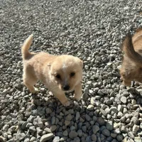 واگزاری پامر اشپیتز|سگ|شاهدشهر, |دیوار