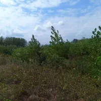 فروش زمین|فروش زمین و ملک کلنگی|طاهرگوراب, |دیوار