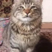 گربه خانگی پرشین|گربه|نمین, |دیوار