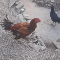مرغ وخروس لاری