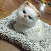 گربه ی صدا دار انواع رنگ برای تولد و انواع مناسبت|اسباببازی|مهاباد (آذربایجان غربی), |دیوار