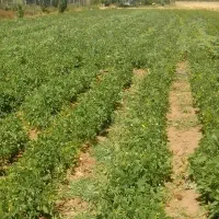 چیدن گوجه و بسته بندی پیاز و میوه و..