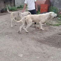 سگ سرابی گم شده