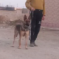 سگ ژرمن مالینویز ماده یکسال و نیمه|سگ|چهارباغ, |دیوار