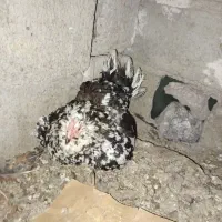 مرغ کرچ گلین با جوجه هاش