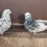 نروماده ترمه ی اصفهانی|پرنده|برخوار, |دیوار