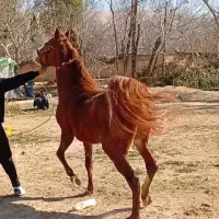 اسب نریان ۳سال روزگاری|اسب و تجهیزات اسب‌سواری|ری, بی‌بی شهر بانو|دیوار