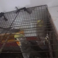 تعداد ۳ عدد عروس هلندی