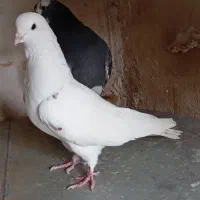 تهرانی زوردار