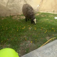 قوچ اصل شال یک ساله دو دندان