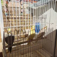 عروس هلندی|پرنده|ایلام, |دیوار