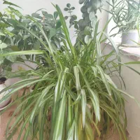 گل ها طبیعی