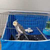 عروس هلندی نر ۲ ساله