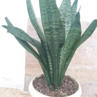 چند عدد گل سالم و قیمت مناسب