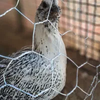 تخم نطفه دار آبی سبز زیتونی ارکانا و کرم قهوه ایام|حیوانات مزرعه|شیراز, کاراندیش|دیوار