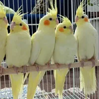 عروس هلندی مولد