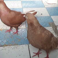 اشعل زرد وسرخ جفت