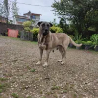 ماده سرابی فول|سگ|چابکسر, |دیوار