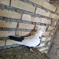 کبوتر