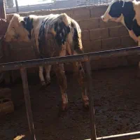 گوساله پای پروار