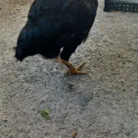 لاری|حیوانات مزرعه|مرند, |دیوار