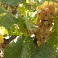 دوشاب انگور کشمش|خوردنی و آشامیدنی|مراغه, |دیوار