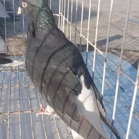 زاغ دم سفید