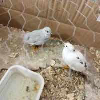 بلدرچین مینیاتوری