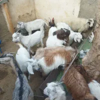 کهره،بره                               شهرک توحید