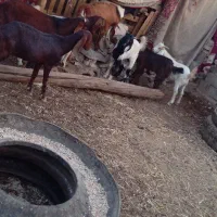 خرمشهر|حیوانات مزرعه|خرمشهر, |دیوار