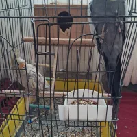 دوعدد عروس هلندی نر و ماده تخم گذار