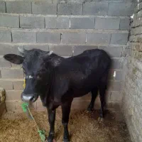 گوساله دورگ