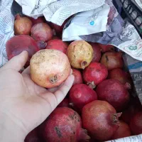 انار|خوردنی و آشامیدنی|کامیاران, |دیوار