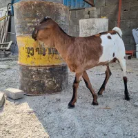 ماده صومال اصل