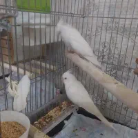 عروس هلندی  ماده(معاوضه)