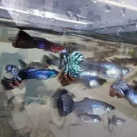 ماهی کوپی مولد دو نژاد زیبا