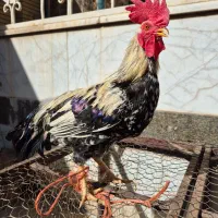 خروس لری و محلی|حیوانات مزرعه|مبارکه, |دیوار
