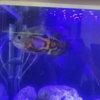 ماهی اسکار سایز بزرگ بسیار زیبا